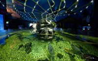 /album/fotogalerie-zoo-morsky-svet-nejvetsi-morske-akvarium-v-cr/zoo-morsky-svet-40-jpg/